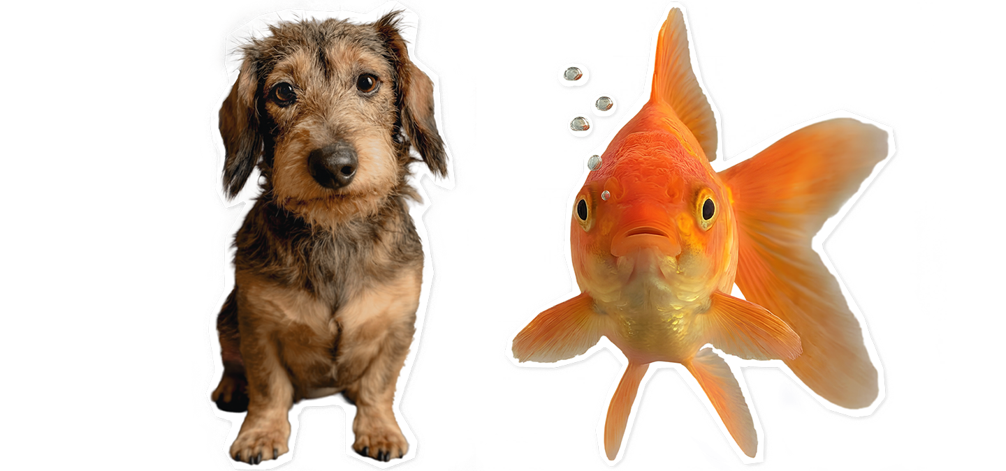 Cut-out-Freisteller eines Hundes und eines Fisches