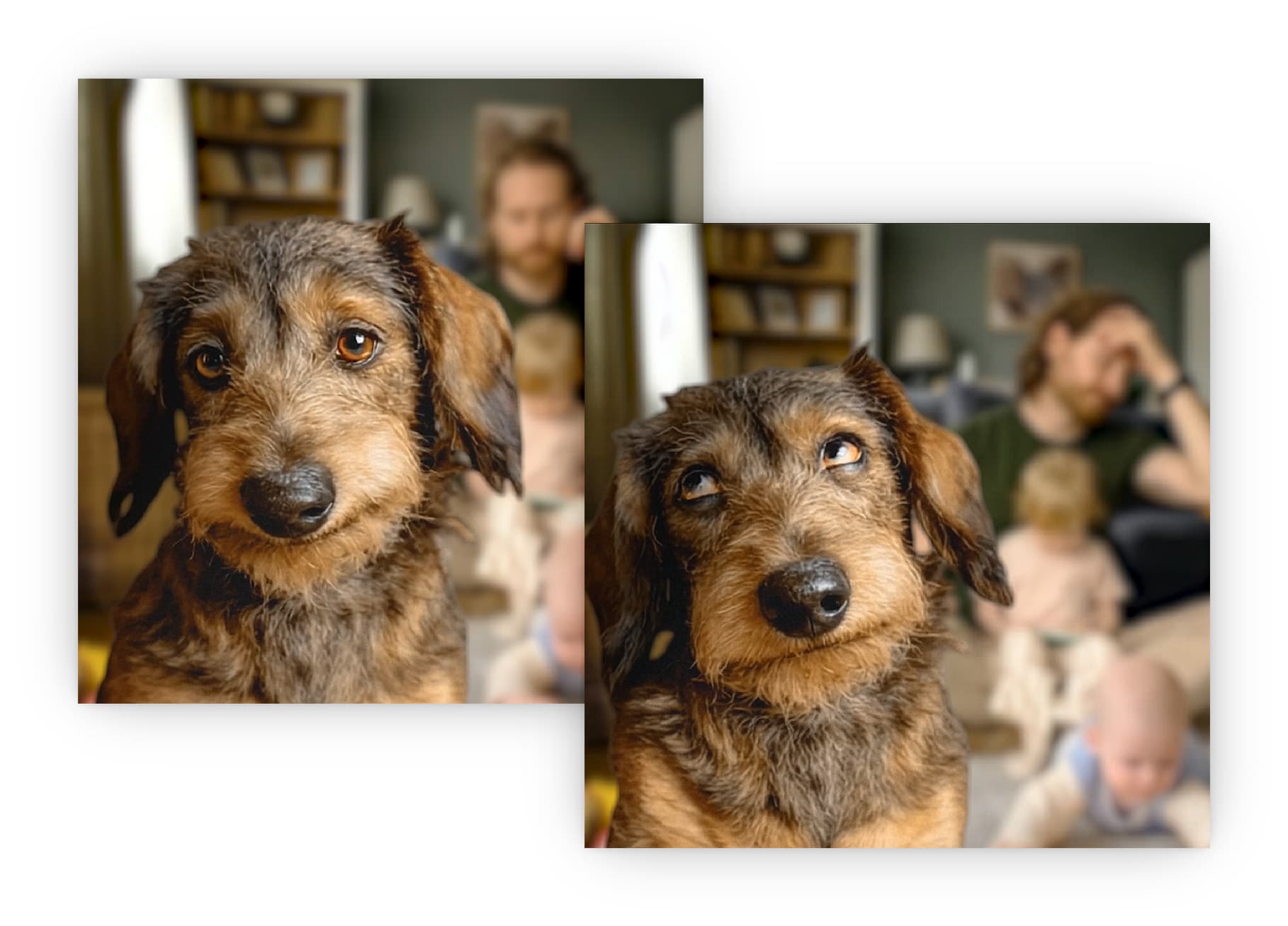 Nahaufnahme eines Dackels mit ausdrucksstarkem Blick, im unscharfen Hintergrund eine Familie in einem Wohnraum